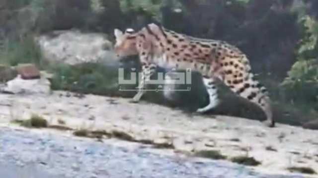 ما حقيقة النمر الذي استنفر سلطات مدينة طنجة؟