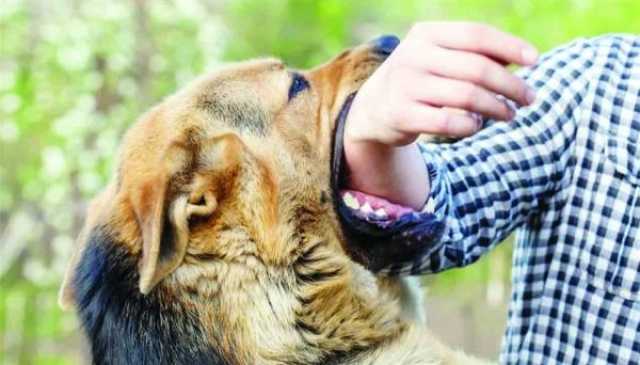 تركيا تقرر فرض حجر صحي بسبب داء الكلب
