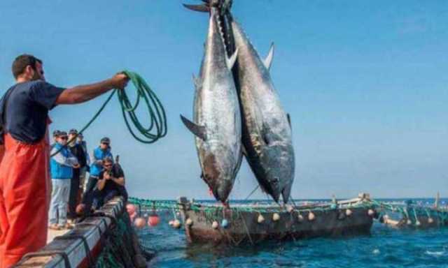 اتفاقية صيد تشمل سواحل الصحراء المغربية.. روسيا تبحث عن سبل استمرارية علاقاتها مع المغرب