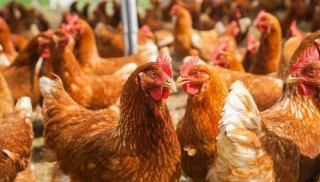 السلطات السويدية تقرر إعدام 340 ألف دجاجة بيّاضة