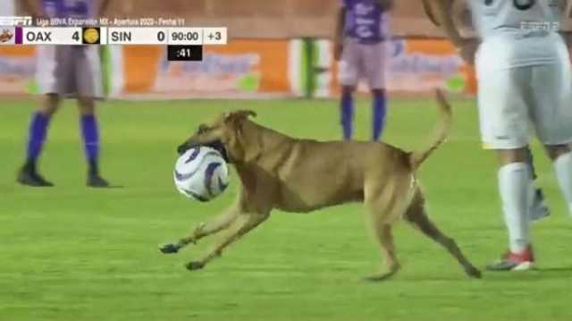 كلب يقتحم مباراة في الدوري المكسيكي ويسرق الكرة (فيديو)
