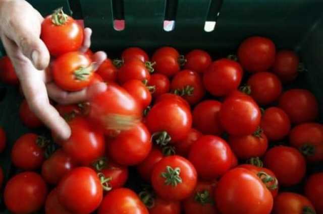 بعد أشهر من الغلاء.. مهني يؤكد لأخبارنا تراجع أسعار الطماطم بالأسواق الوطنية