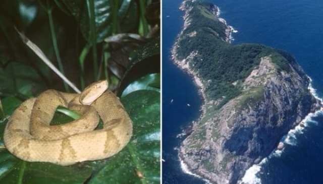 الأكثر خطورة في العالم.. البرازيل تحظر زيارة جزيرة الثعابين