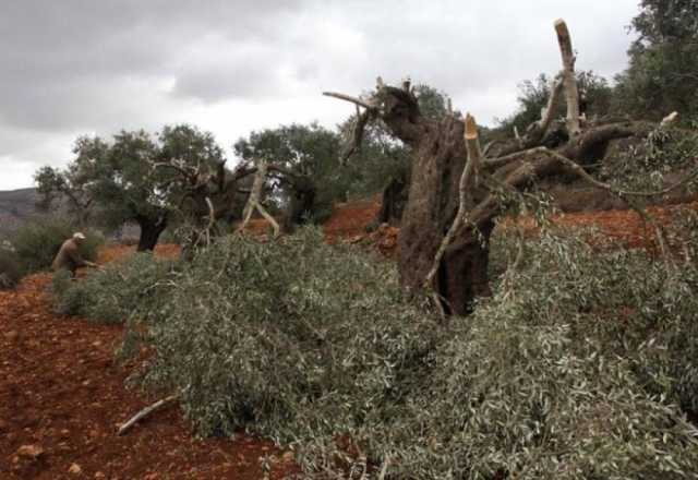 الاحتلال يمنع المزارعين من قطف ثمار الزيتون غرب سلفيت