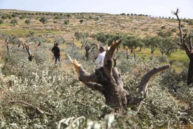 مستوطنون يقطعون عشرات الأشجار جنوب نابلس