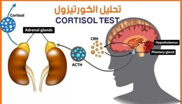 'الكورتيزول'.. تعرف على أدواره المهمة في جسم الإنسان