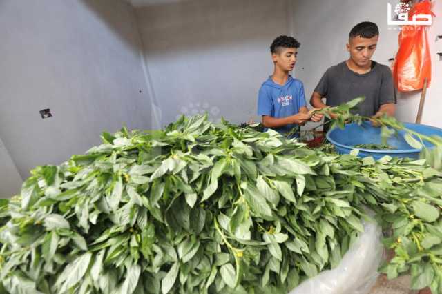 بلدية غزة تفتتح سوق اليرموك الشعبي