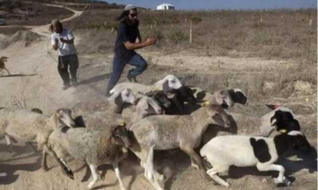 مستوطنون يستولون على العشرات من الأغنام شمال غرب أريحا