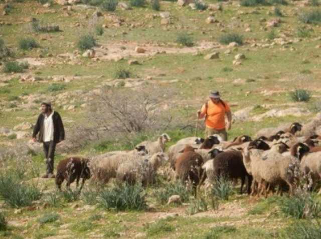 مستوطنون يرعون أغنامهم في الأراضي الزراعية جنوب الخليل