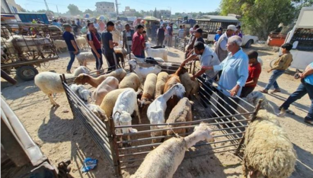 الإعلام الحكومي: منع الاحتلال إدخال الأضاحي للقطاع انتهاك واضح للحقوق الإنسانية