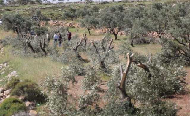 مستوطنون يقطعون أشجاراً في كفر نعمة غرب رام الله