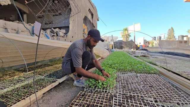 يوسف أبو ربيع يواجه التجويع بإعادة الحياة الزراعية لشمالي القطاع