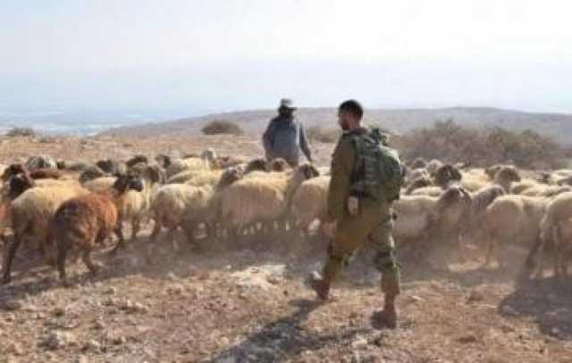 الاحتلال يُجبر رعاة الماشية على مغادرة المراعي في الأغوار