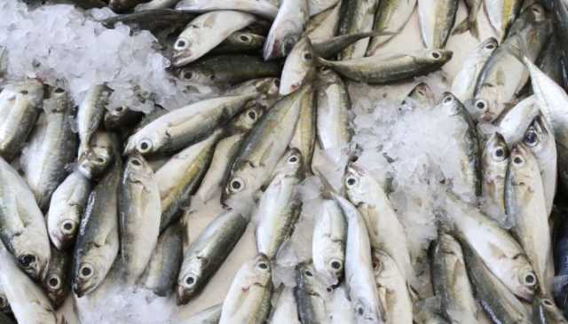 الأسماك السطحية وإسهامها في دعم القطاعات الأخرى في سلطنة عُمان