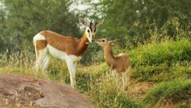 حديقة الحيوانات بالعين تشهد ولادة 575 حيواناً في عام 2023