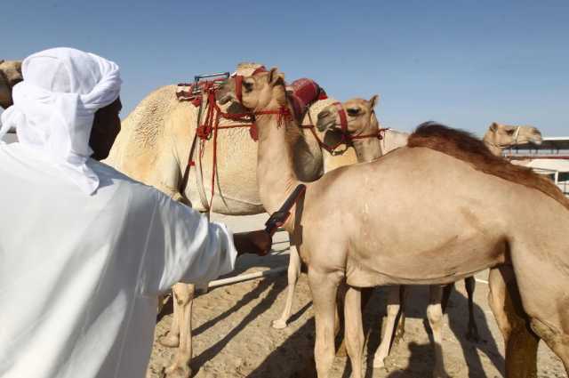 مهرجان الظفرة يبدأ ترصيص الإبل المشاركة في محطته الختامية غدا