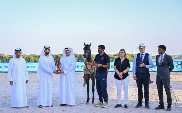 بطولة عجمان لجمال الخيل العربية.. مشاهد بارزة في النسخة 21 بمحمية الزوراء