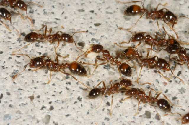 5 آلاف نملة تصنع “قارب نجاة” من الغرق