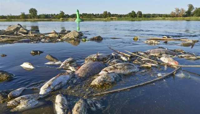 أسماك نافقة على ضفاف نهر أودر بين بولندا والتشيك