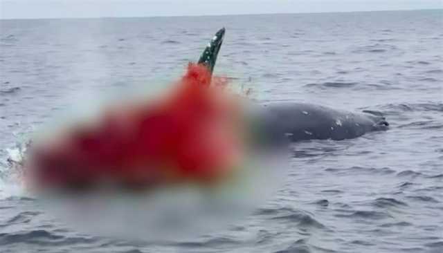 الحيتان النافقة قنابل موقوتة في المياه