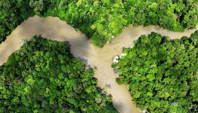 للمرة الأولى.. تباطؤ إزالة غابات الأمازون في البرازيل