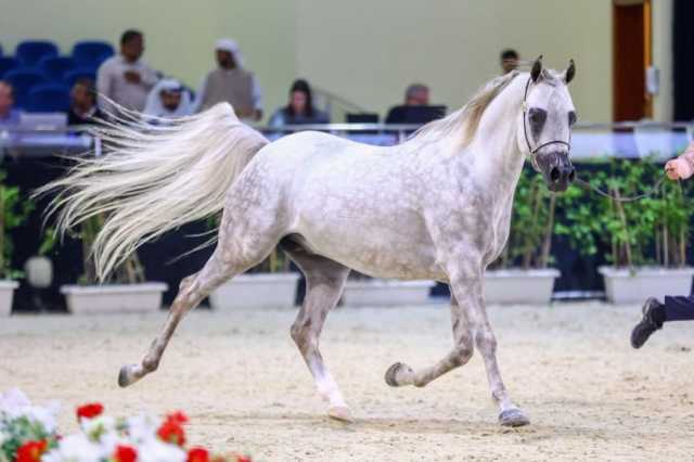 بطولة العرب لمربي الخيل.. ذهبيان للخيول العمانية في النسخة الثالثة