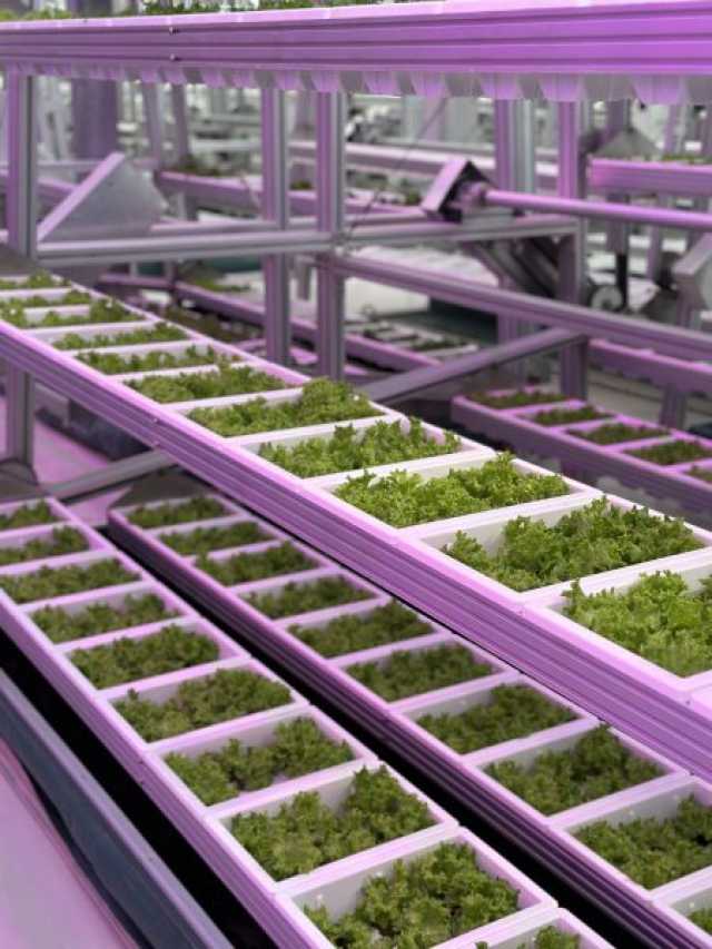 افتتاح مزرعة عمودية في “دبي الصناعية” لإنتاج 360 طناً من الخضروات سنوياً في إطار الإستراتيجية الوطنية للأمن الغذائي