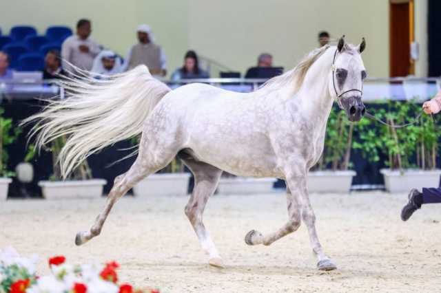 ذهبيتان للخيول العمانية في النسخة الثالثة لبطولة العرب لمربي الخيل