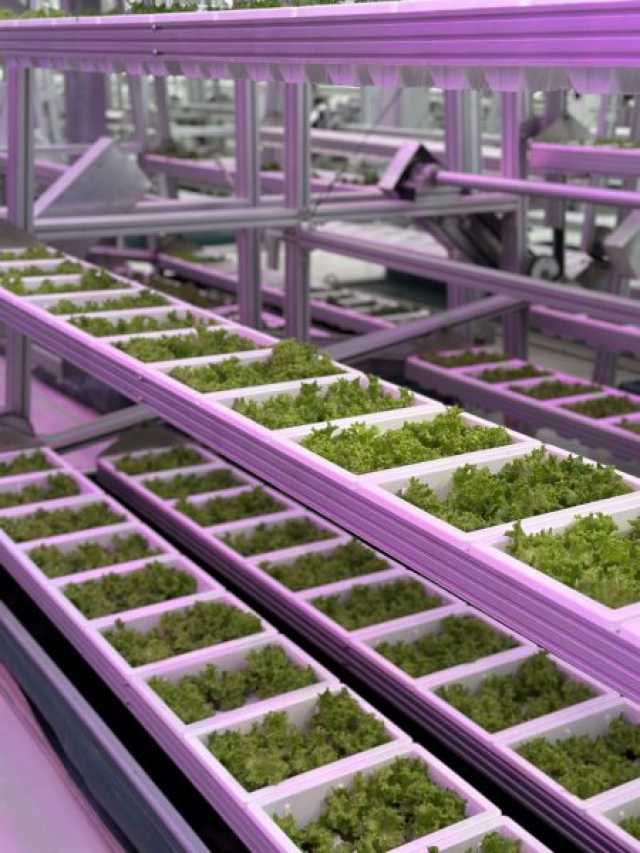 افتتاح مزرعة عمودية في “دبي الصناعية” لإنتاج 360 طناً من الخضروات سنوياً