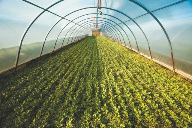 99 ألف طن إنتاج البيوت المحمية من الخضروات في أبوظبي خلال 2022
