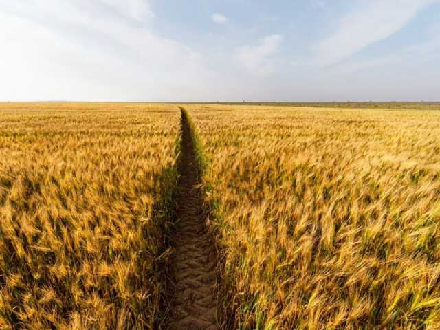 زراعة القمح في الإمارات.. رافد استراتيجي يعزز منظومة الأمن الغذائي