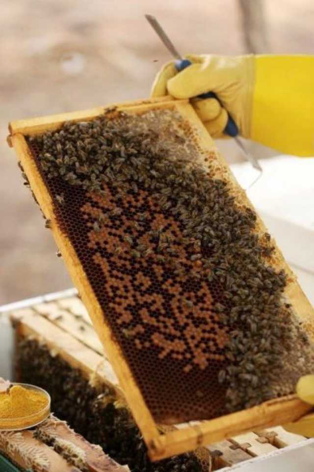 تربية النحل في الإمارات.. مبادرات طموحة لتعزيز الأمن الغذائي والتنوع البيولوجي