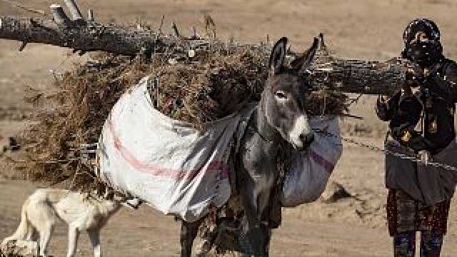 فوضى وغياب للقانون.. غابات سوريا تتقلص بسبب القطع الجائر للأشجار