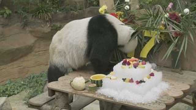 شاهد: احتفال بعيد ميلاد زوجين من الباندا العملاقة في حديقة الحيوان الوطنية الماليزية