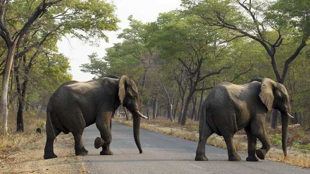 دهسه فيل في جنوب إفريقيا.. صورة تتسبب بوفاة سائح إسباني