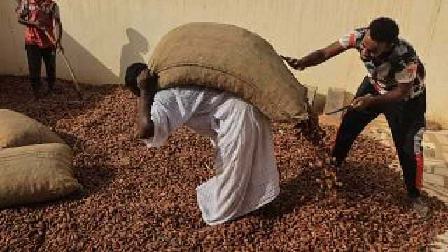 شاهد: الحرب في السودان تهدد موسم حصاد البلح