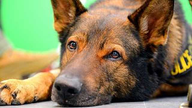 شاهد: الاستعانة بكلب بوليسي لجمع قطيع ماعز فقدت السيطرة عليه في نيويورك