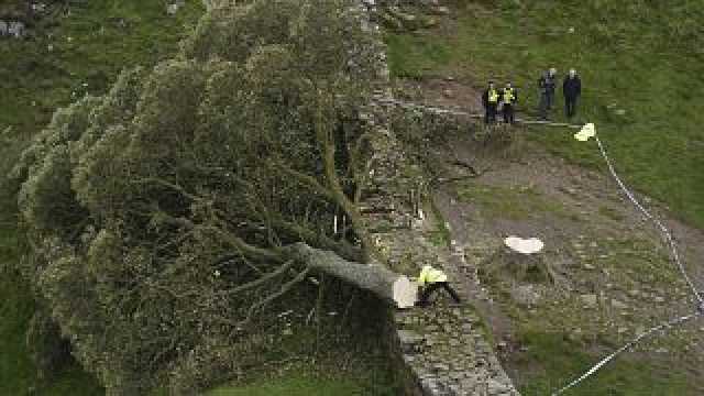 لماذا هذه الأذيّة؟ في بريطانيا.. قطع شجرة مشهورة عمرها أكثر من مئتي عام وتوقيف شخصين حتى الآن