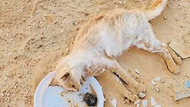 العثور على 150 قطة متروكة في صحراء أبوظبي في ظل درجات حرارة مرتفعة
