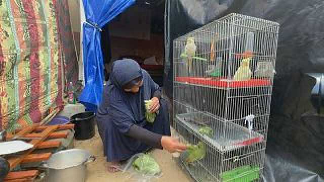 شاهد: سيدة فلسطينية تتحدى القصف لإنقاذ طيورها