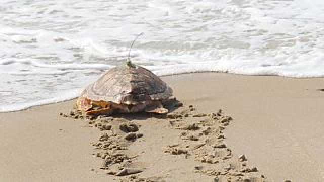 رغم زيادة عمليات الإباضة.. السلاحف البحرية في غويانا الفرنسية معرضة للخطر
