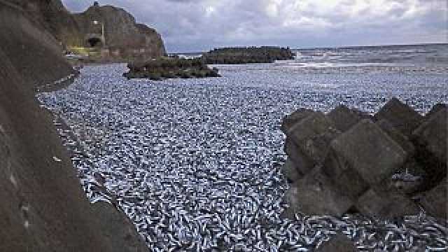 اليابان: آلاف الأطنان من الأسماك النافقة جرفتها الأمواج إلى أحد الشواطئ.. والسبب مجهول