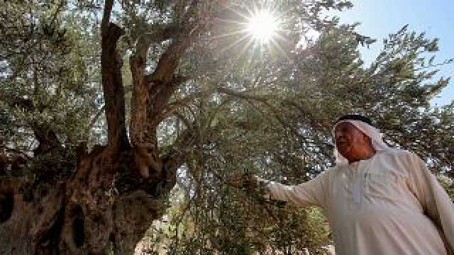 فيديو: الأردن يريد حماية أشجار الزيتون من الاندثار ومحاولات لإدراجها على قائمة اليونيسكو