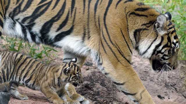 شاهد: ولادة شبلة نمر سومطري في حديقة حيوانات بإيطاليا