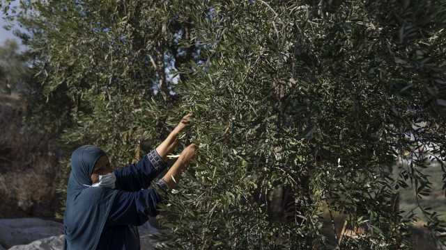 ثلث محصول الزيتون بقي على الأشجار.. حرب غزة تزيد من معاناة مزارعي الضفة الغربية المحتلة