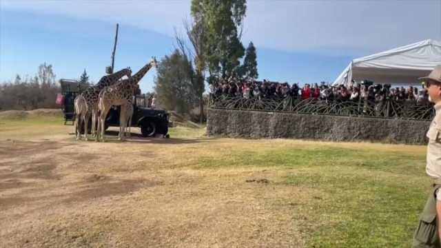 شاهد: المكسيك تعيد دمج الزرافة بينيتو في حديقة حيوانات كبيرة