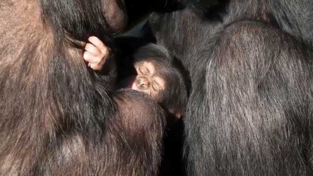 شاهد: ولادة شمبانزي نادر بحديقة حيوان تشيستر في المملكة المتحدة