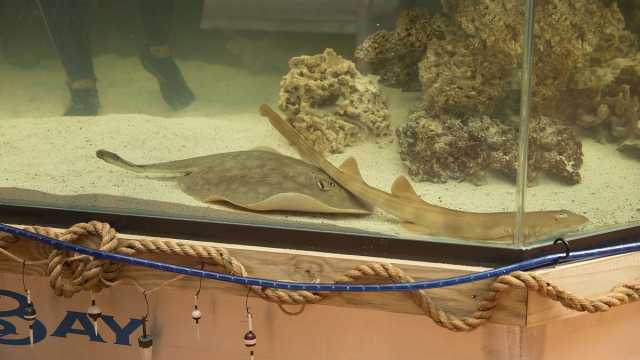 فيديو: في حالة نادرة.. سمكة من نوع الراي اللاسع تحمل من دون تزاوج