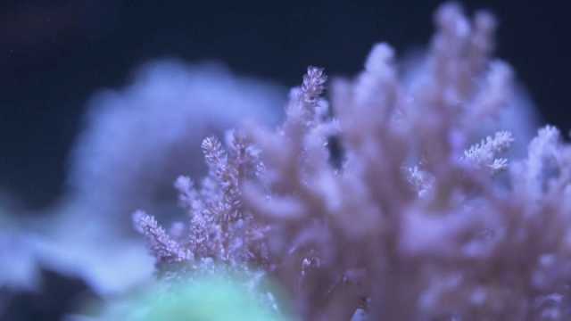 فيديو: علماء بريطانيون يحاولون زراعة الشعاب المرجانية في المختبر في سبيل إنقاذها