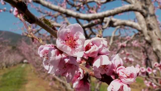 شاهد: أزهار الخوخ الوردية تبشر اليونانيين بحلول الربيع